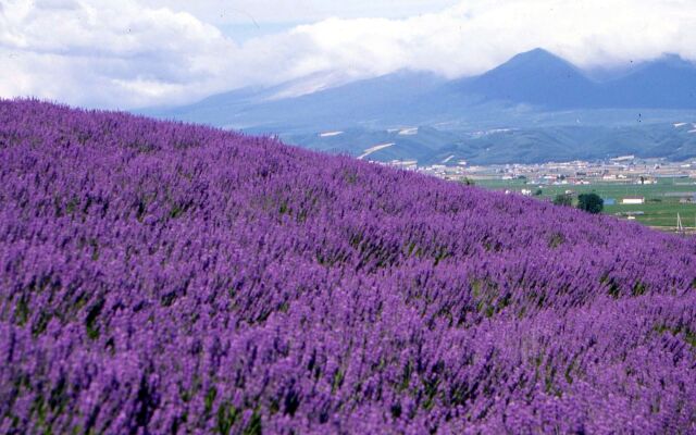Pension Lavender