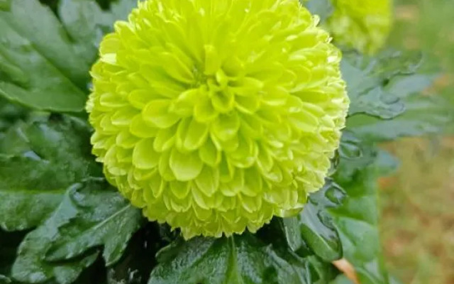 Zhongxun Courtyard Villa B&B