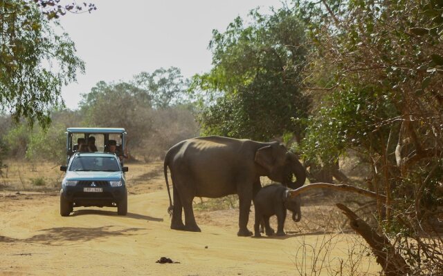 Yala National Park Camping