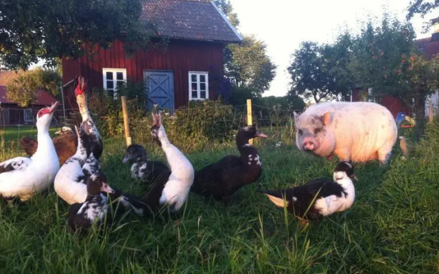 Äventyrsgårdens Vandrarhem, Kinnekulle