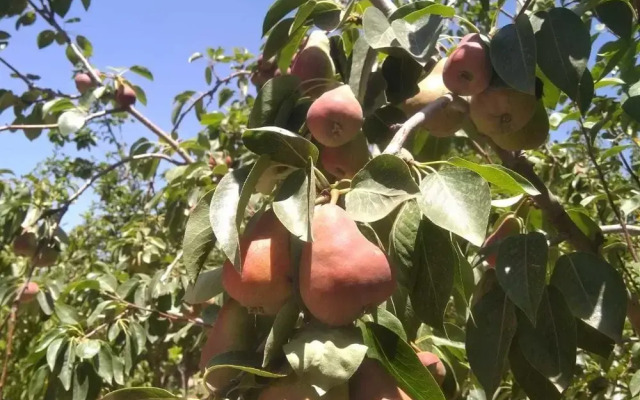 Koom A Farm And A Retreat Center