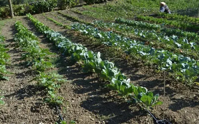 Agriturismo Il Rosone