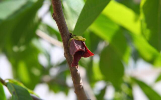 Apartments Villa Rojnica