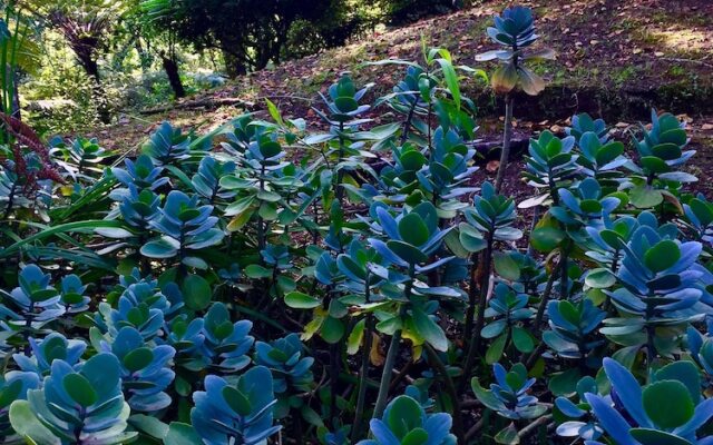 Ideal Para Familia Pequena O Grupo De Tres Amigos