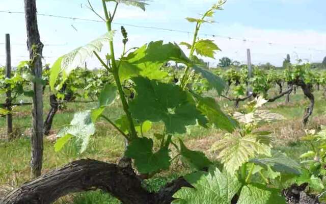 Domaine de Fonroques - Roulottes