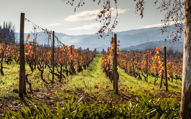 The Wine House Hotel - Quinta da Pacheca