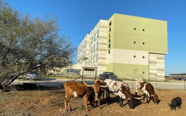 Malana Hotels & Suites