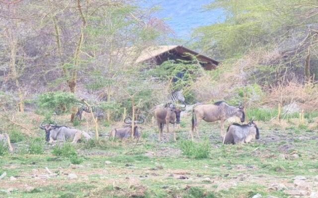 Africa Safari Lake Manyara