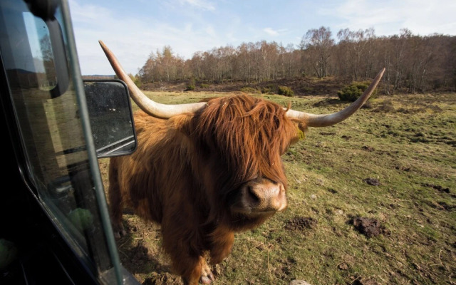 Bluebell Lodge - Sleeps 4,hot Tub, Loch & Woodland