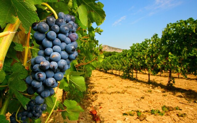 Vigne al vento