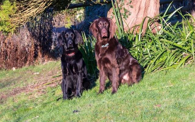 Three Horseshoes Inn