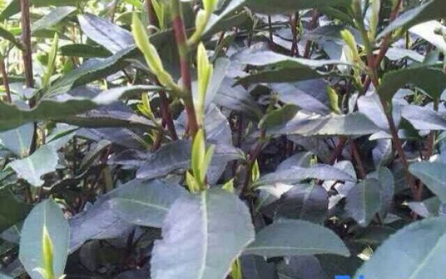 Tingyue Renjia Farmhouse