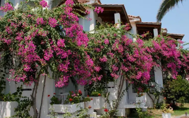 Paradise Hotel