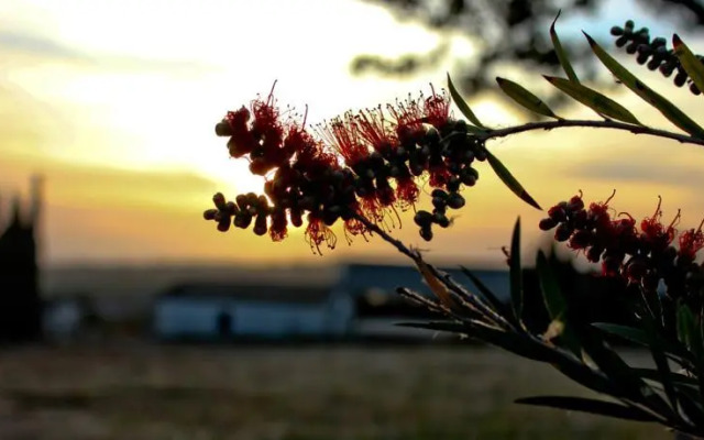 Tenuta Gatto Corvino