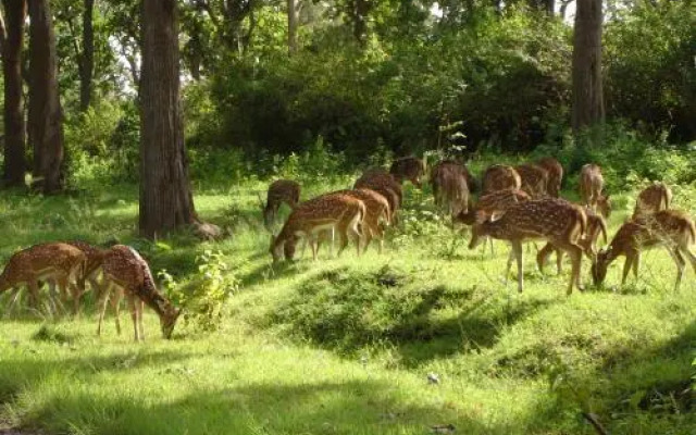 Kings Wild Retreat