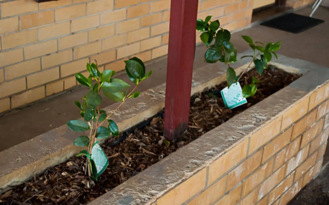 Angaston Vineyards Motel