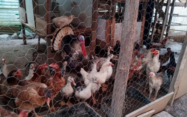 Casa em Ilhabela - Chalé II Arara Azul