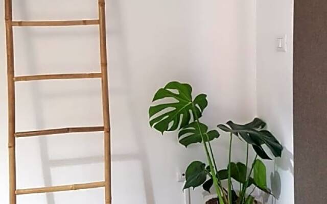 La Ceiba Speciosa