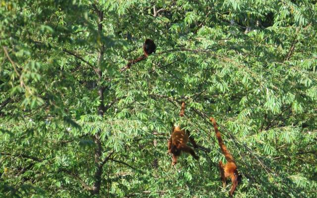 Amazonian Oropendola & tambopata