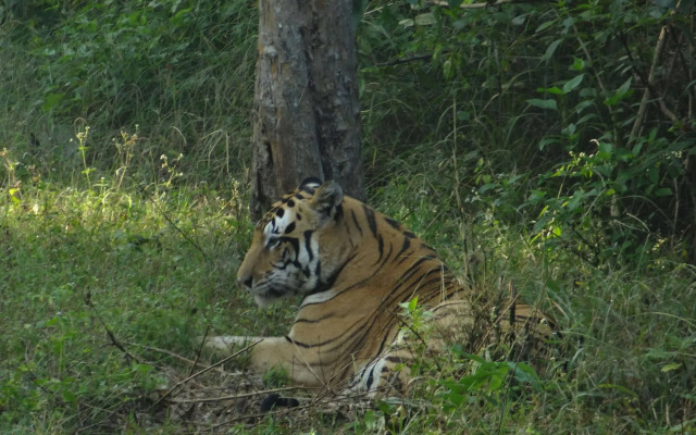 Windsor Tiger Resort