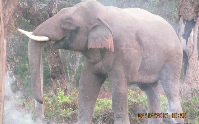 Chitwan Tiger Camp