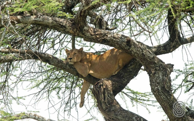 Serengeti Serena Safari Lodge