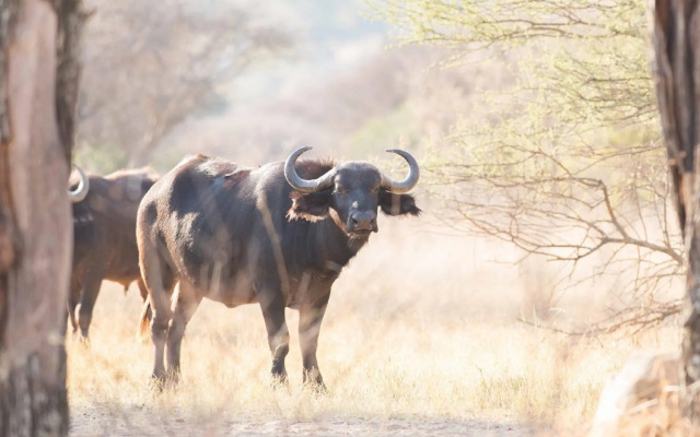 Mziki Safari Lodge