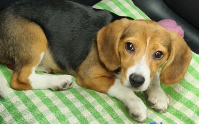 Moganshan Beagle Angel Sanctuary – Guest Rooms – Huzhou