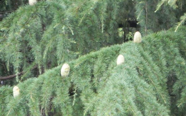 Comfortable apartment in Batumi