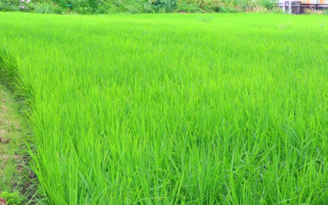 Takanoya