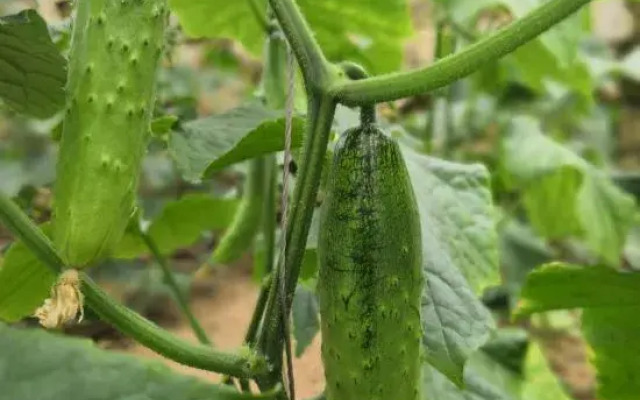 Bianshihada Ecological Farm