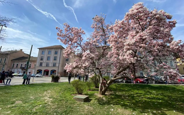 Ultralux magnolia city center bestern