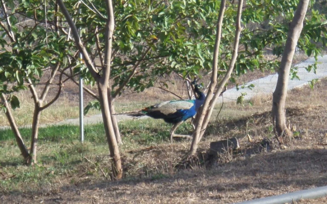 Crazypeacock