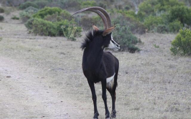 Hartenbos Private Game Lodge