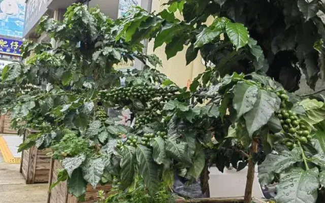 Xiyin Coffee Hotel (Baoshan High-speed Railway Station)