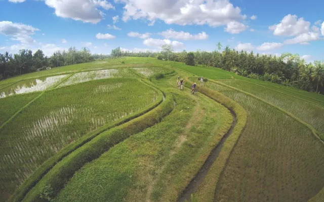 Dedary Kriyamaha Ubud