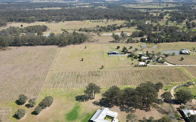 Olives and Vines at Majors Lane