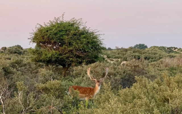 Stella Maris Dune Apartment