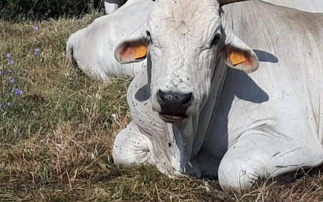 San Costanzo Appartamenti Vacanze