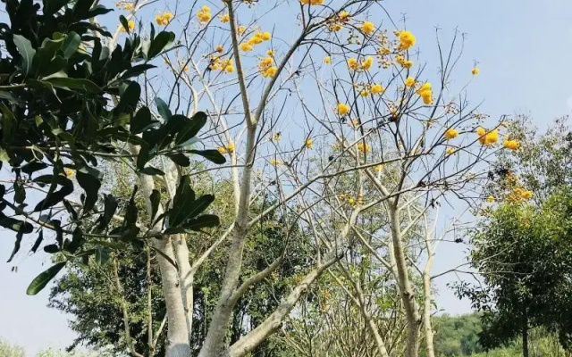 Suan Phueng Pa Wai Resort