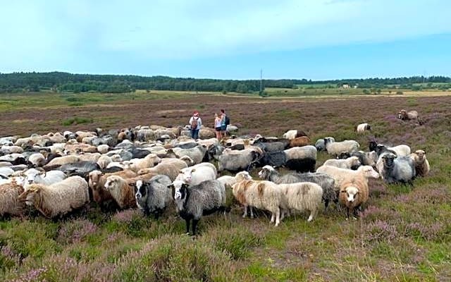 Ingridsboplads