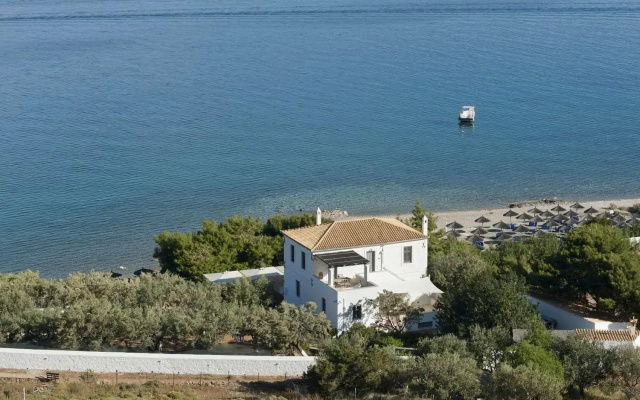 Bellevalia Hydra