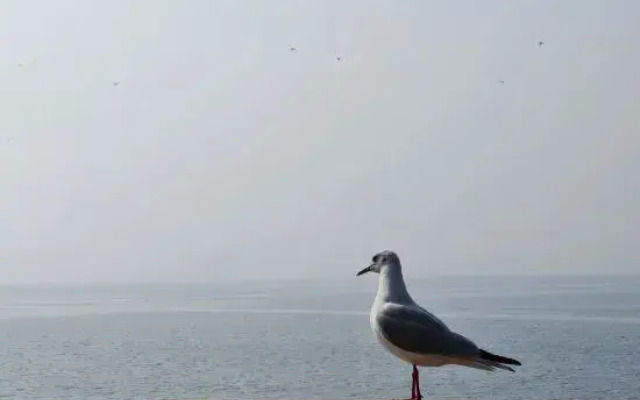 1 Minute Seaview Apartment