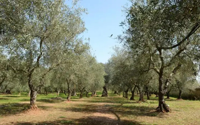 Holiday Home La Leccina