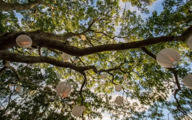 Ruschmeyers #8 - Queen