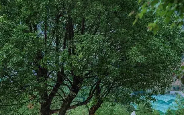 Anji Mountain Chong Homestay