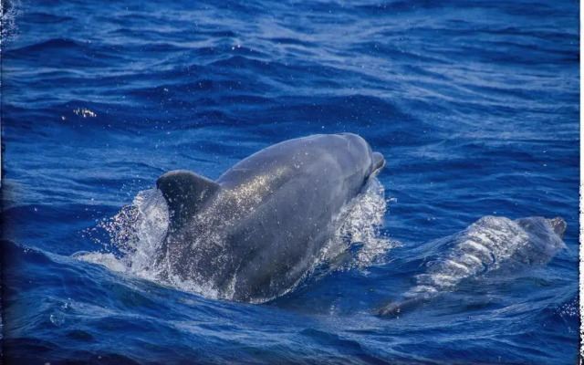 Studio POP Canet En Roussillon