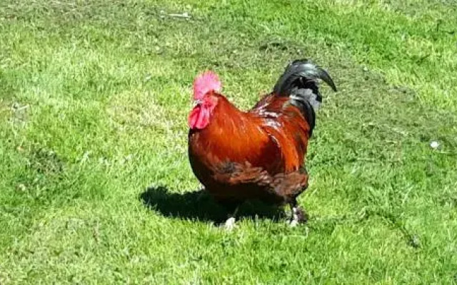 BodenSEE Apartment Neukirch Wangener Strasse