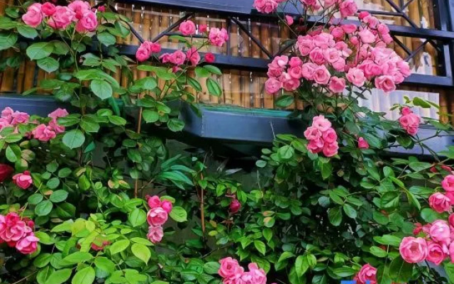 Flower Xianglishe (Dujiangyan Scenic Area Guanxian Ancient City Branch)