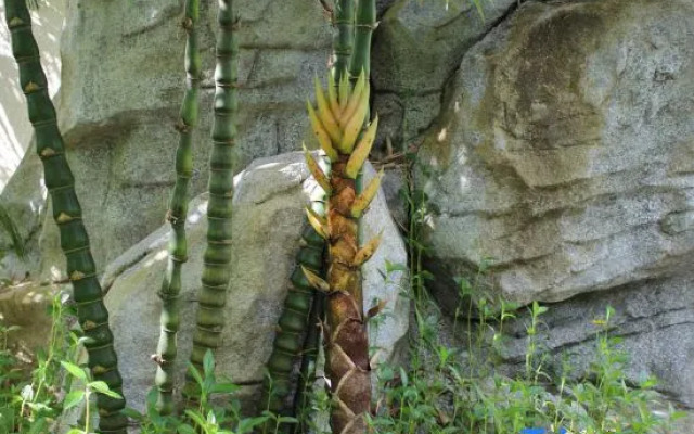 Nanmei Hot Spring Mountain Villa